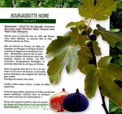 bibit-tin-Bourjasotte-Noire.jpg