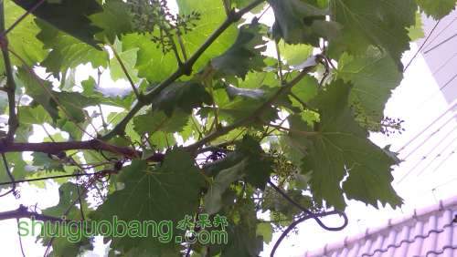 IMG_20140511_174435.jpg