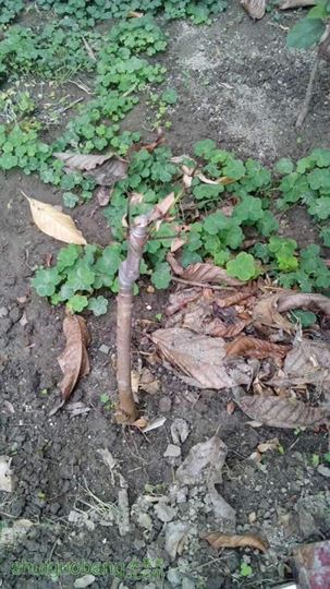 IMG_20140510_172827.jpg