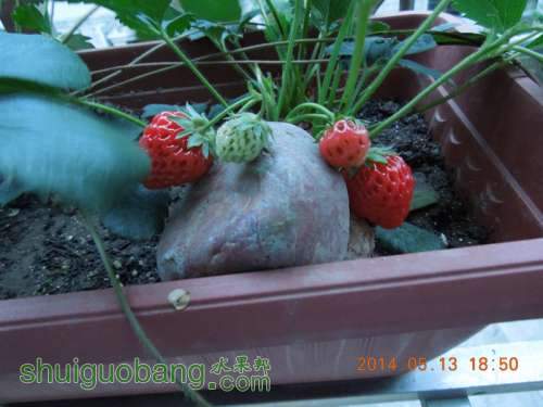 DSCN4197_.jpg