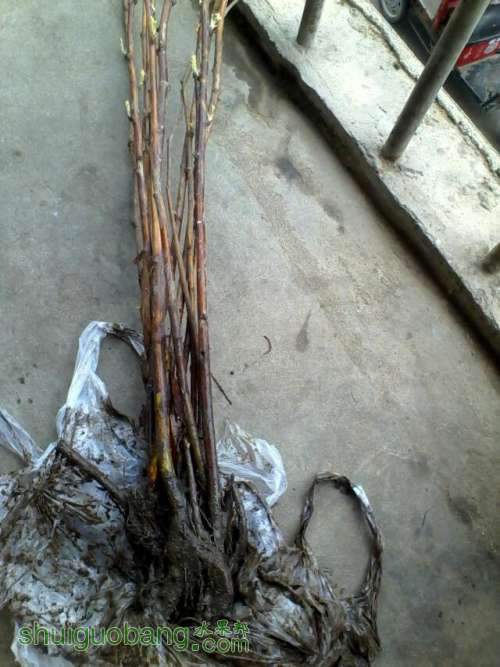����յ�����ݮ��