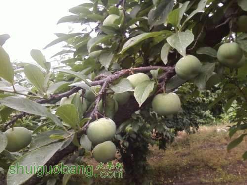 Ƭ0298.jpg