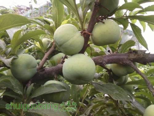 Ƭ0311.jpg