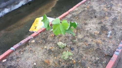 IMG_20140517_074036.jpg