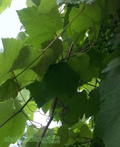 20140517_095929 (2).jpg