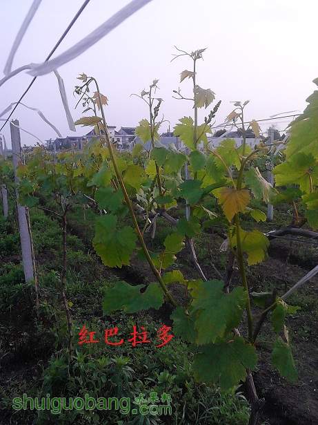 IMG_20140429_172603.jpg
