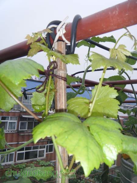 DSCF2378.JPG