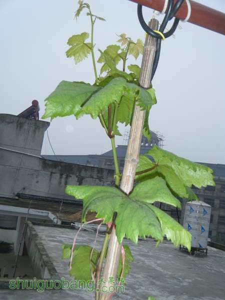 DSCF2359.JPG