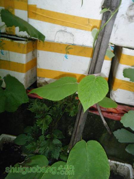 DSCF2407.JPG