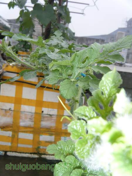 DSCF2364.JPG