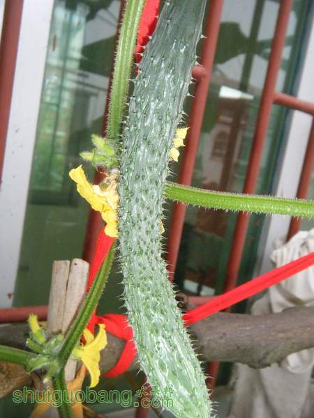 DSCF2334.JPG