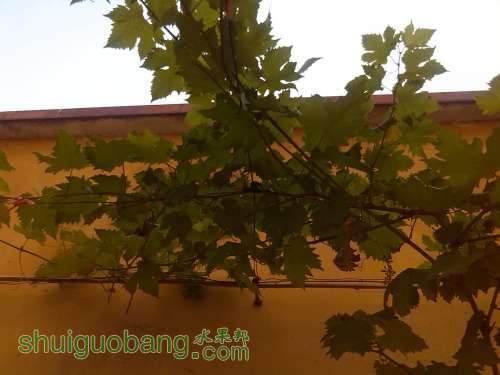 IMG_20140520_073136.jpg