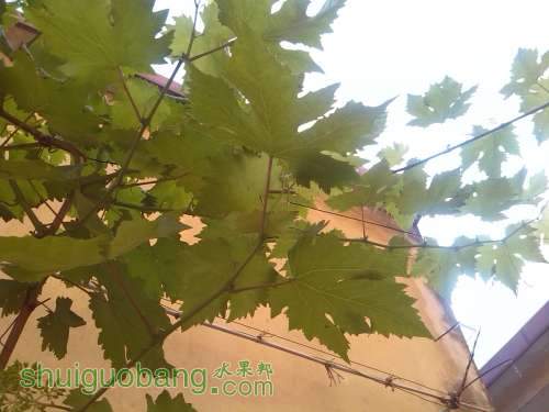 IMG_20140520_073151.jpg