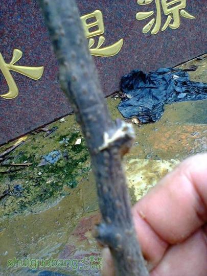 Ƭ0895.jpg