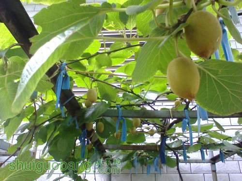 Ƭ0870.jpg