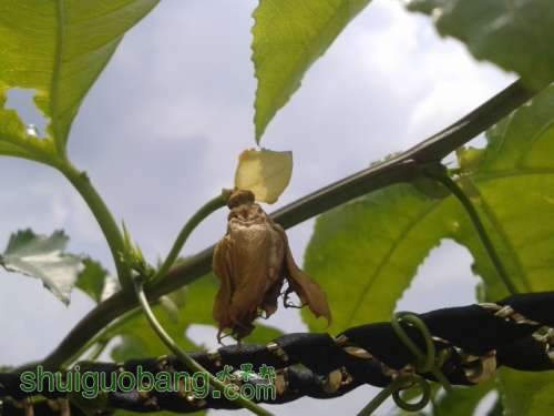 ������ڷۺ����Ļ�