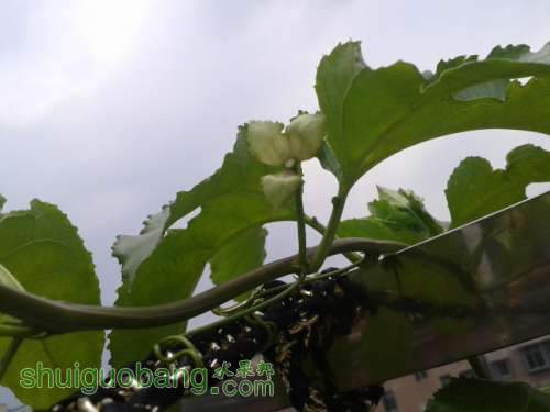 ���ڳ�Ҷ�ӵ�ʱ���������л��У�û�л���