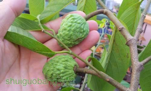 ap番荔枝的暴力授粉方法 - 番荔枝(释迦) - 水果邦农人之家论坛