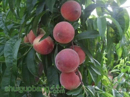 6��1�ռ��硢��졢��֬�ӡ������ 024.jpg