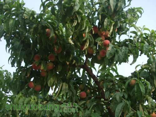 6��1�ռ��硢��졢��֬�ӡ������ 001.jpg