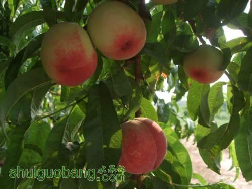 6��1�ռ��硢��졢��֬�ӡ������ 002.jpg