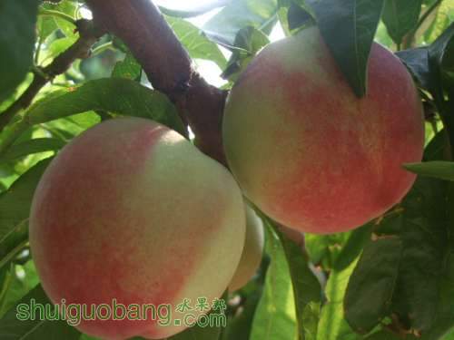 6��1�ռ��硢��졢��֬�ӡ������ 003.jpg