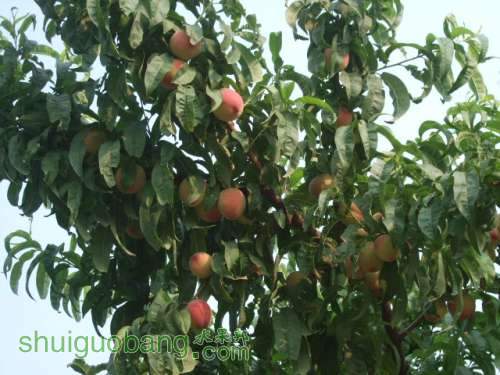 6��1�ռ��硢��졢��֬�ӡ������ 004.jpg