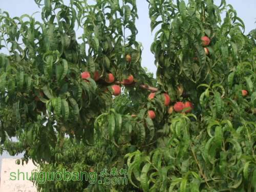 6��1�ռ��硢��졢��֬�ӡ������ 005.jpg