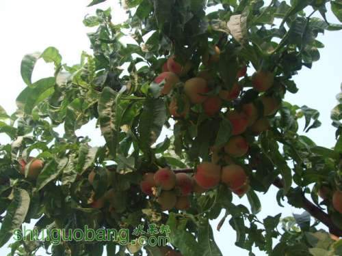 6��1�ռ��硢��졢��֬�ӡ������ 006.jpg