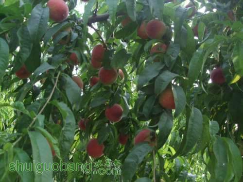 6��1�ռ��硢��졢��֬�ӡ������ 013.jpg