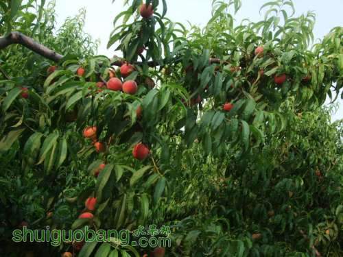 6��1�ռ��硢��졢��֬�ӡ������ 014.jpg