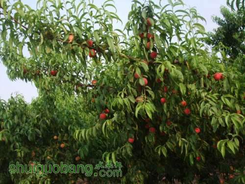 6��1�ռ��硢��졢��֬�ӡ������ 015.jpg