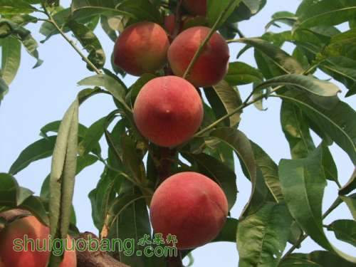 6��1�ռ��硢��졢��֬�ӡ������ 016.jpg