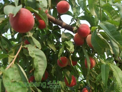 6��1�ռ��硢��졢��֬�ӡ������ 017.jpg