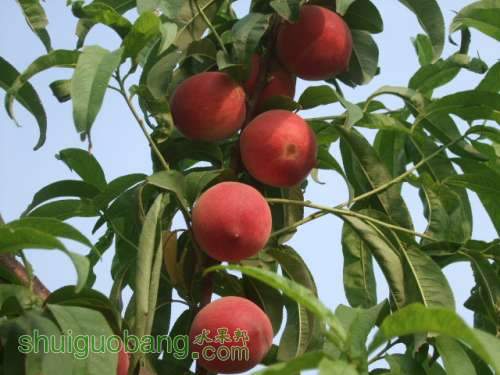 2014��6��3����Ե��� 002.jpg