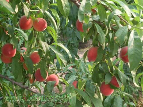 2014��6��3����Ե��� 003.jpg