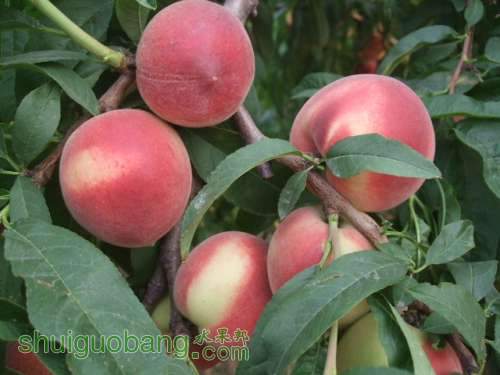 2014��6��3����Ե��� 007.jpg