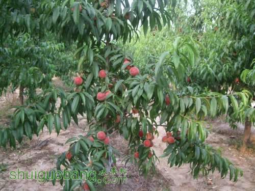 2014��6��3����Ե��� 009.jpg