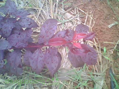 IMG1170A.jpg