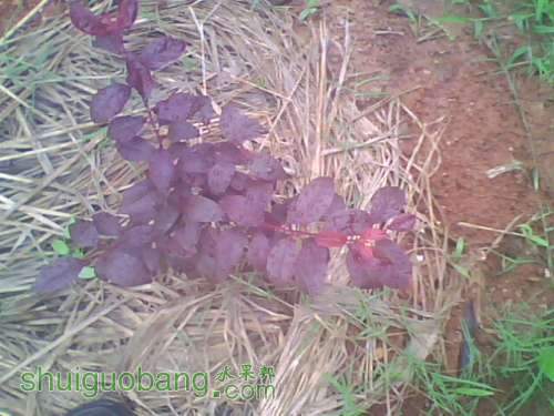 IMG1171A.jpg