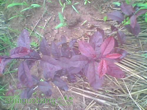 IMG1172A.jpg