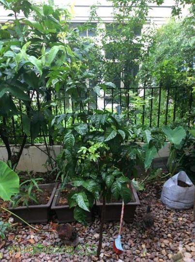 2014-06-06 064403.jpg
