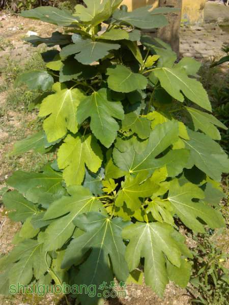 IMG_20140610_095127_450x600.jpg