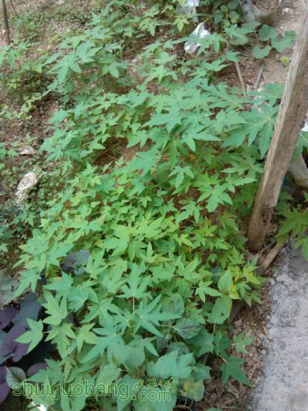 IMG_20140610_160850_450x600.jpg