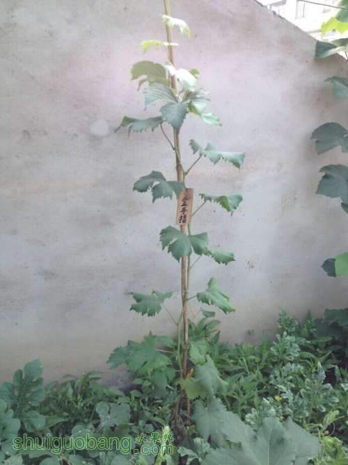 ָ.jpg