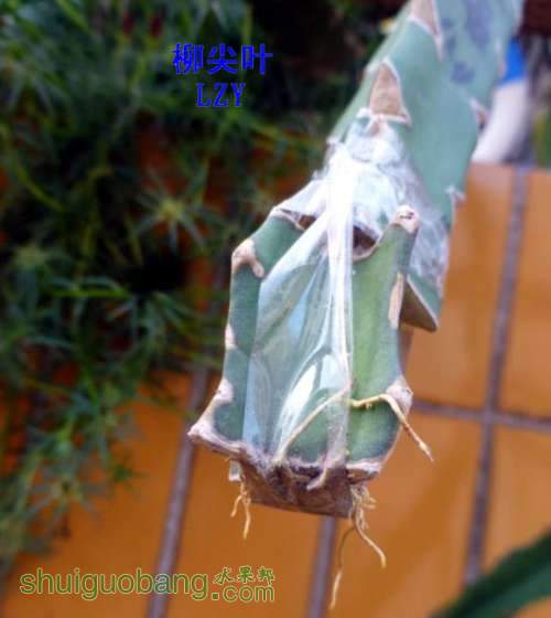 ޽Ӱˮ06-13.JPG