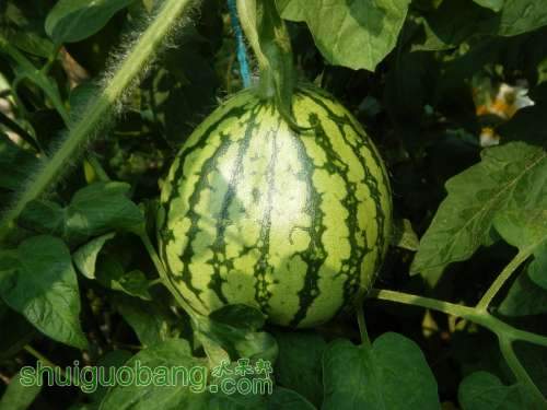 DSCF2681.JPG
