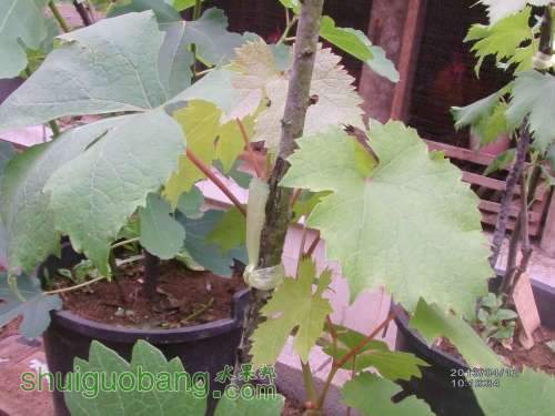 IMAG0550_.jpg