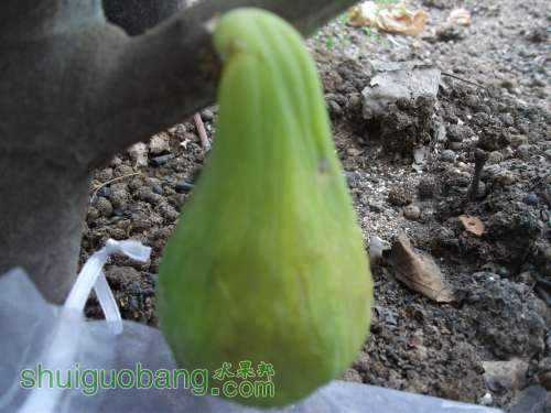 Ƭ 043.jpg