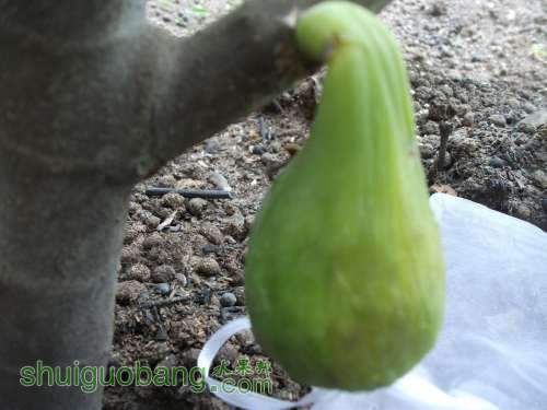 Ƭ 045.jpg